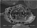 灵芝孢子粉内部结构图